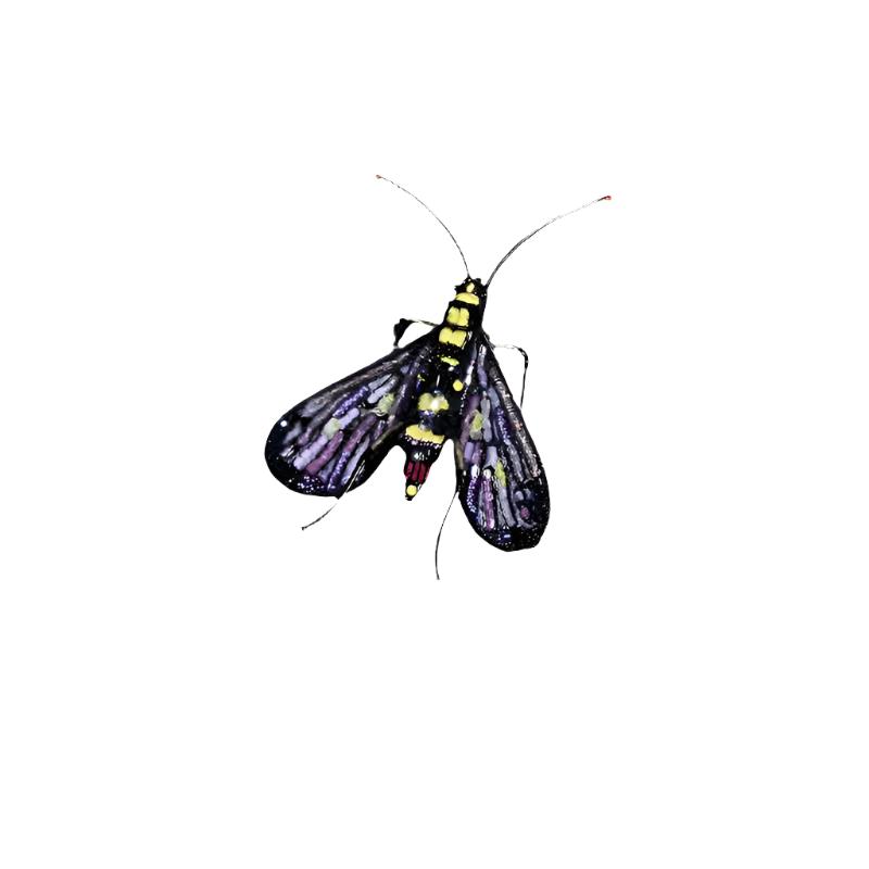 Scorpion Fly Brooch